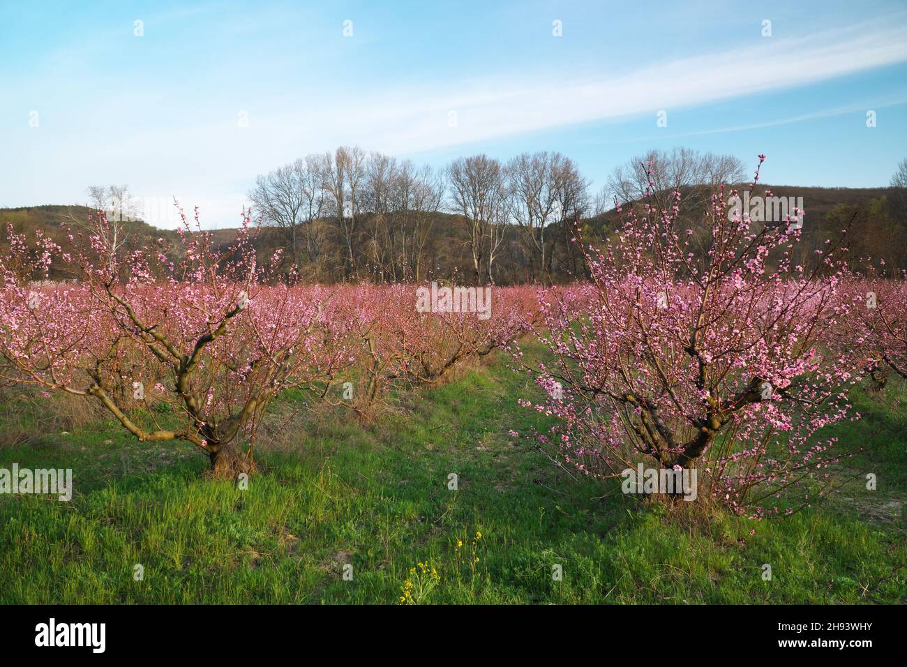 Frühjahr pfirsich Garten. Die blühenden Bäume und blauer Himmel. Stockfoto