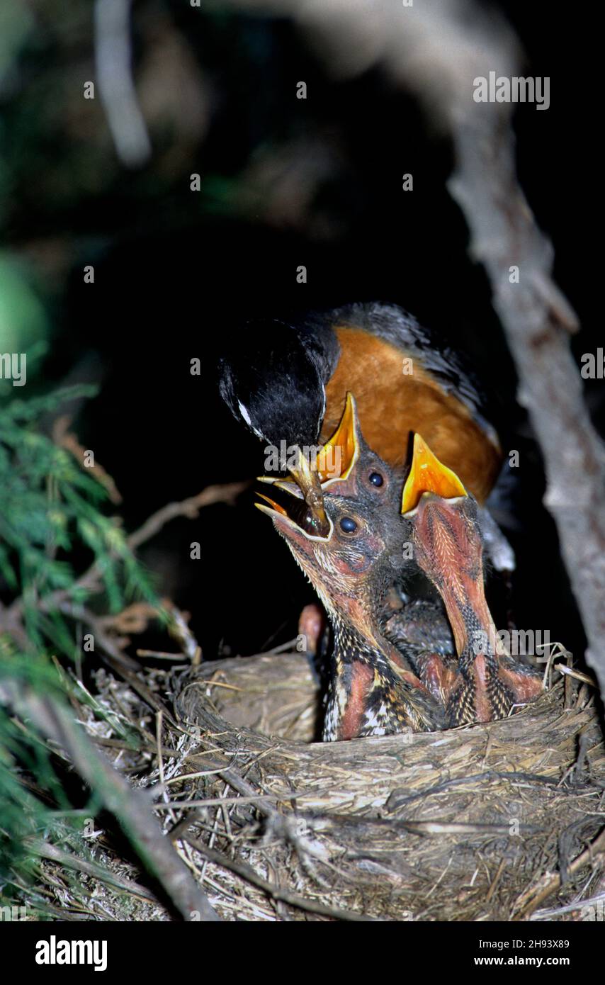 Ausgewachsener Rotkehlchen, der Junge im Nest im Wacholderbaum füttert Stockfoto