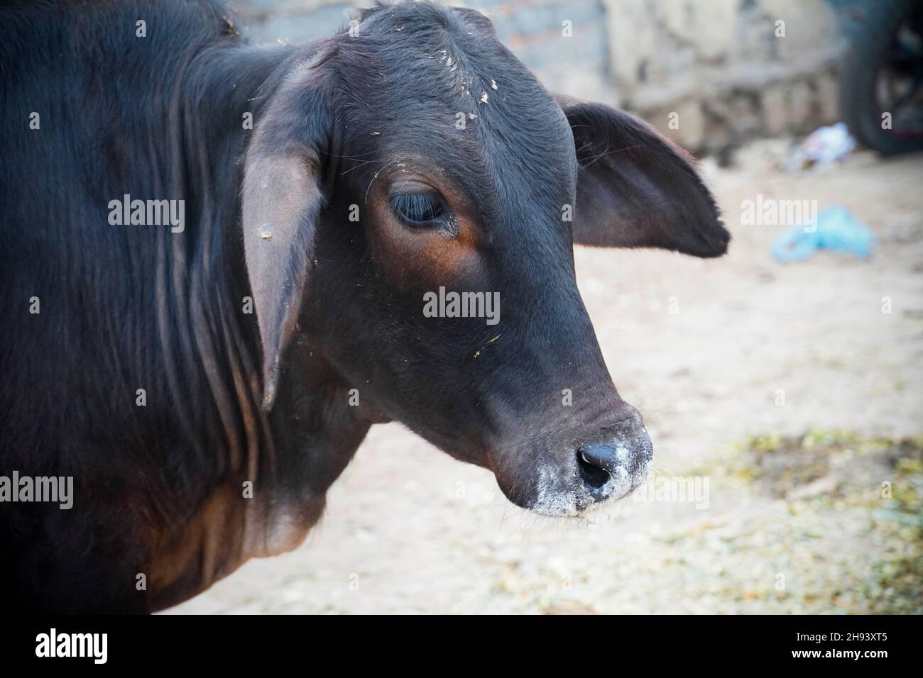 Schöne Kuh indische Bilder nette Kuh Stockfoto