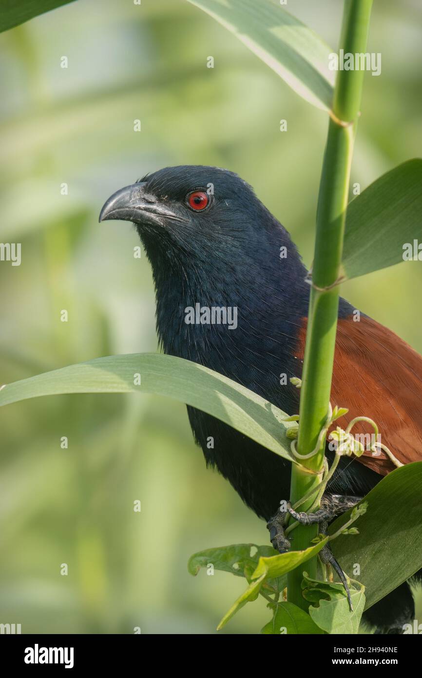 Der größere Kukkenfaasan (Centropus sinensis) ist ein großes, nicht parasitäres Mitglied der Kuckuckordnung der Vögel, der Cuculiformes. Eine weit verbreitete Stockfoto