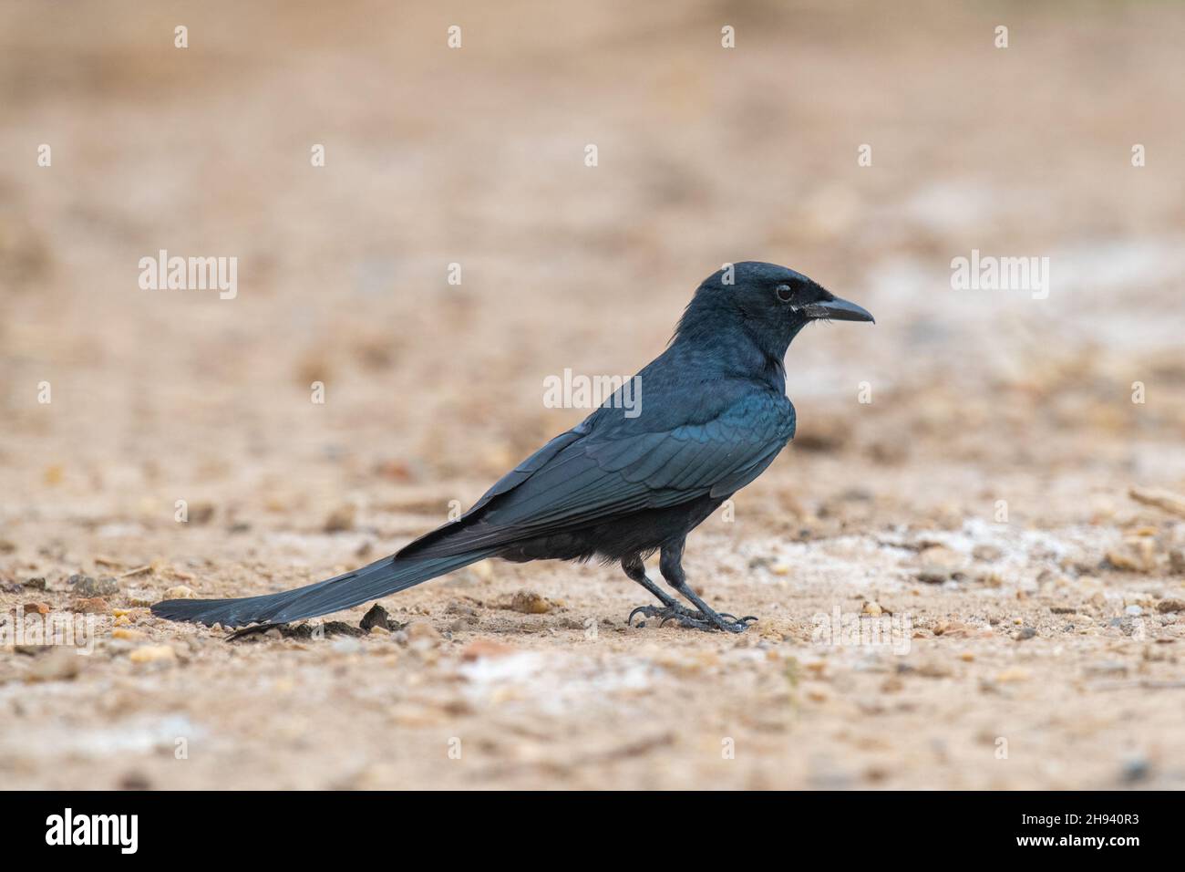 Der schwarze Drongo (Drongo macrocercus) ist ein kleiner asiatischer Singvögel der Drongo-Familie Dicruridae. Es ist eine gemeinsame ansässige Züchter in vielen der tr Stockfoto