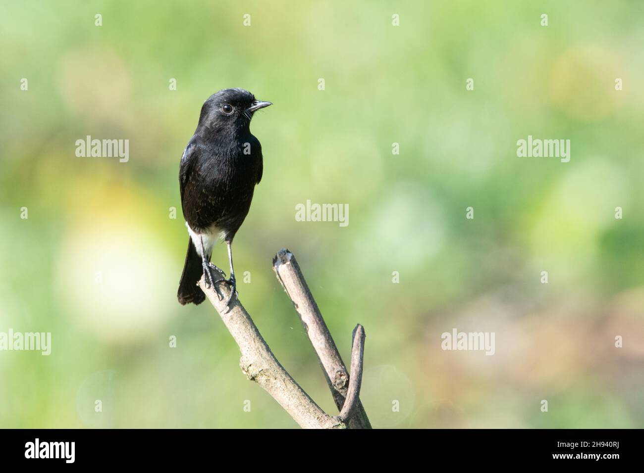 Pied Buschchat (Saxicola caprata). Ein sitzender „Chat“ in Verbindung mit offenen Lebensräumen im tropischen und subtropischen Asien. Die Männchen sind schwarz mit einem weißen Schlot Stockfoto