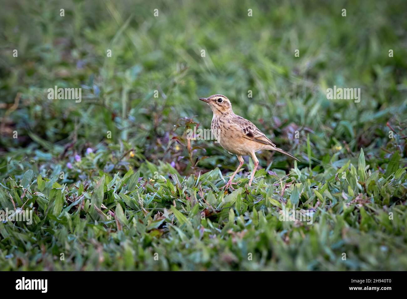 Der Paddyfield Pipit oder Orientalischer Pipit (Anthus rufulus) ist ein kleiner Singvögel aus der Familie der Pipit- und Bachstelze und ein (nicht-wandernder) Ber Stockfoto