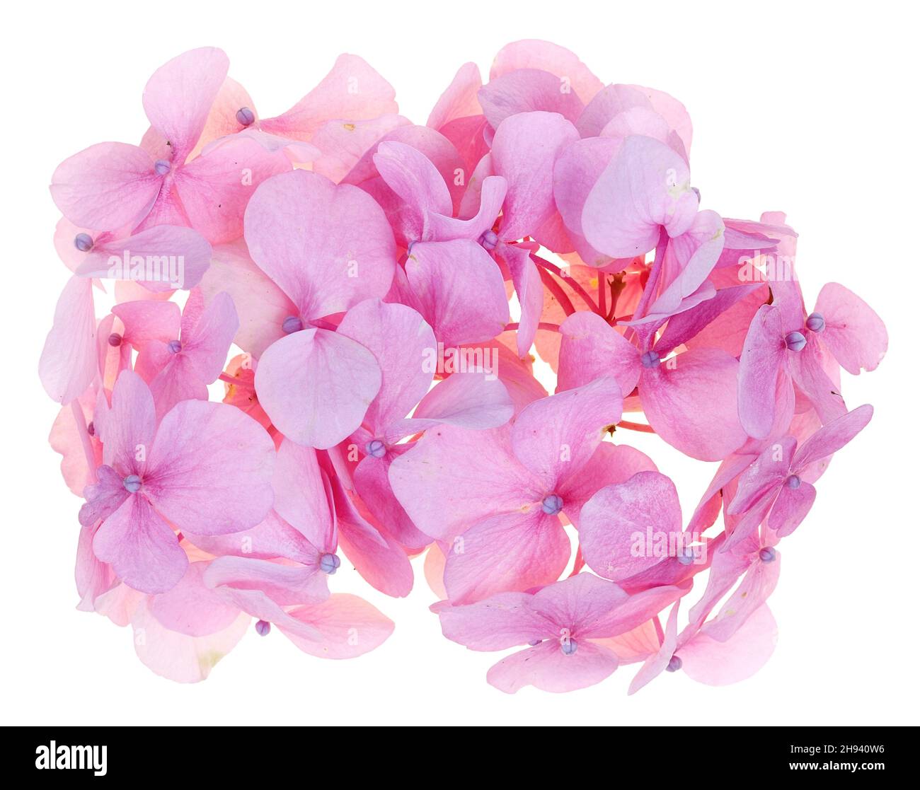 Rosa Blumen der Garten Hortensia. Isoliert auf weißer Makroaufnahme im Studio Stockfoto