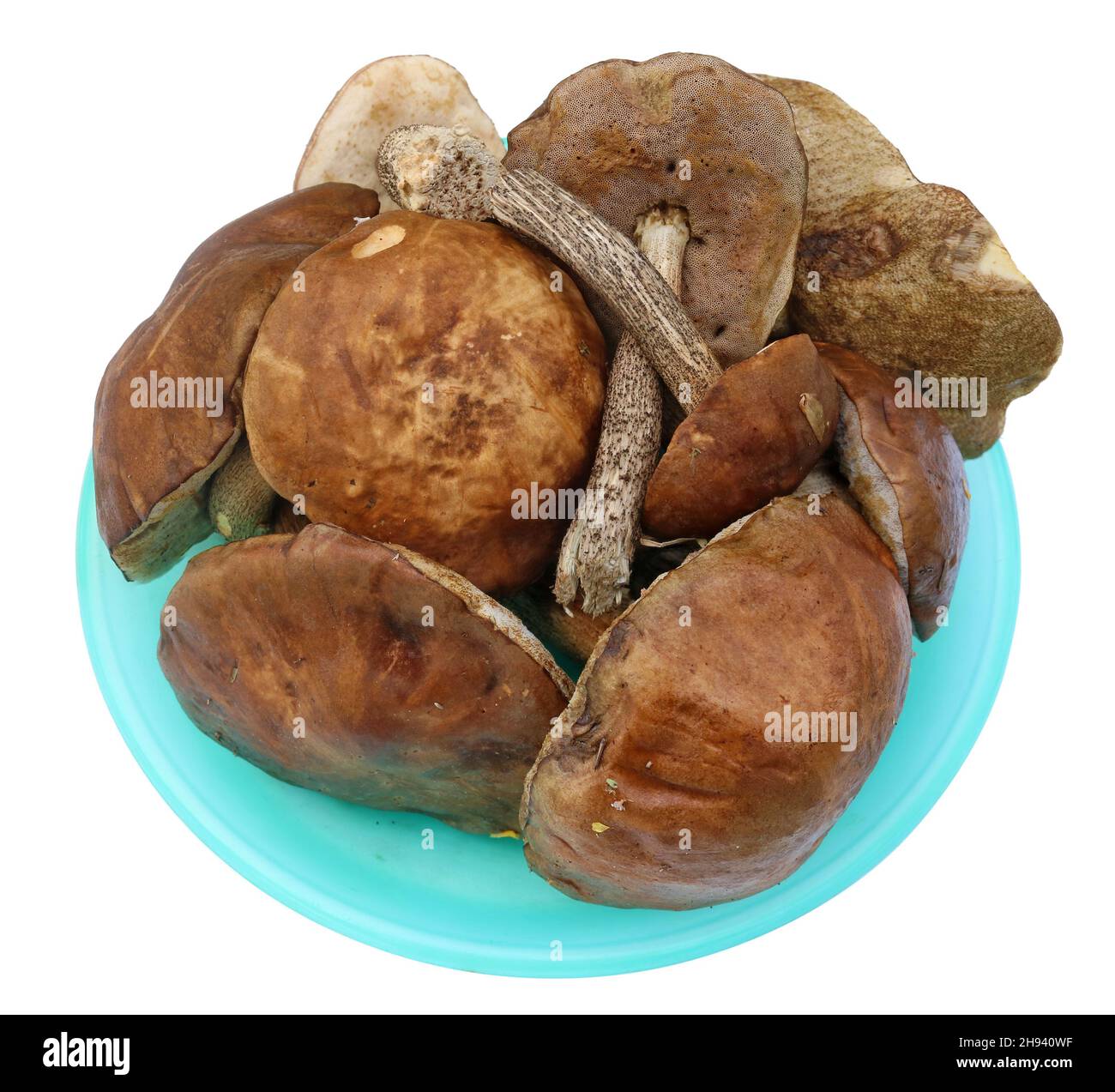 Auf dem grünen Teller liegt ein frischer Waldpilz. Isoliert auf Weiß Stockfoto