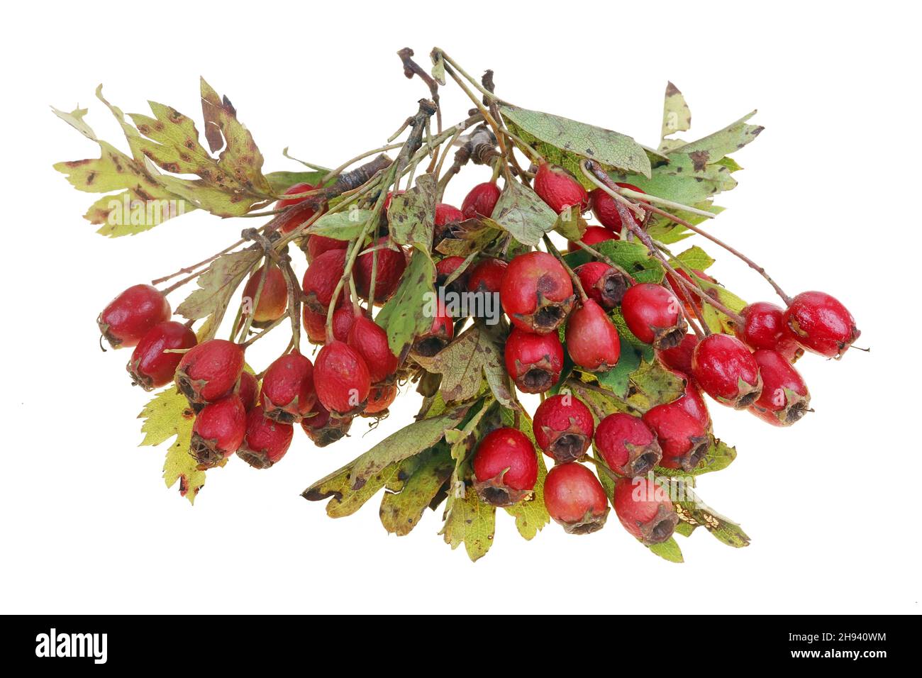 Bund von roten wilden reifen Waldhagedornbeeren auf Zweigen mit Flecken auf Blättern. Isoliert auf weißer Makroaufnahme im Studio Stockfoto