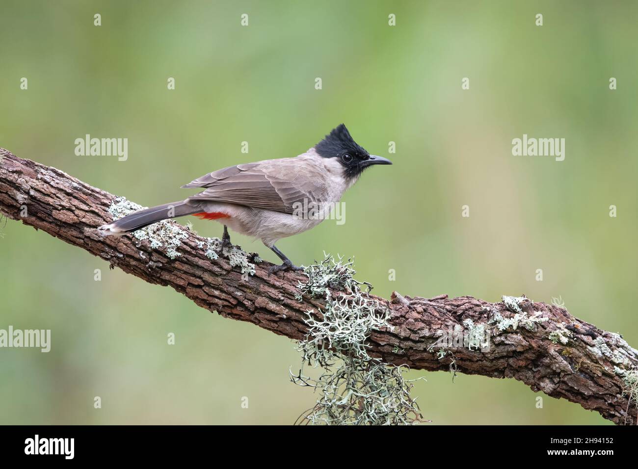 Der rußköpfige Bulbul (Pycnonotus aurigaster) ist eine Art von singbird aus der Bulbul-Familie, Pycnonotidae. Es kommt in Südostasien vor. Es ist na Stockfoto