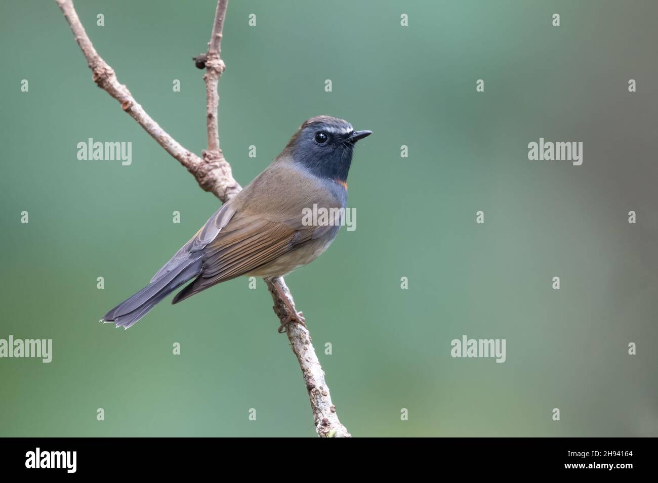 Der Vogelfischer (Ficedula strophiata) ist eine Vogelart aus der Familie der Muscicapidae. Es kommt auf dem indischen Subkontinent und Sout vor Stockfoto