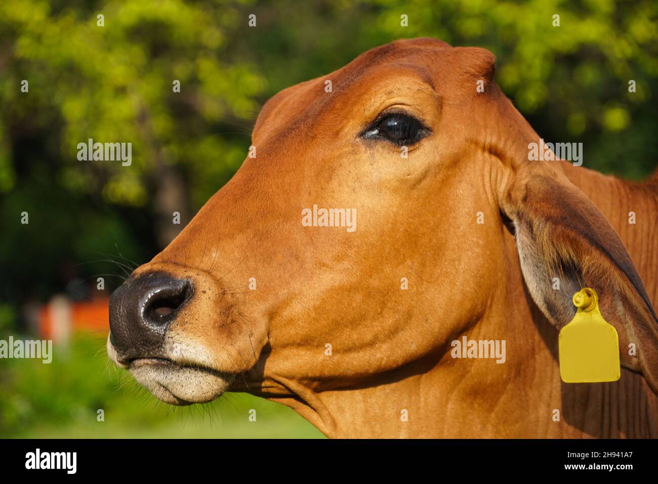 Schönes Kuhbild im grünen Park Stockfoto