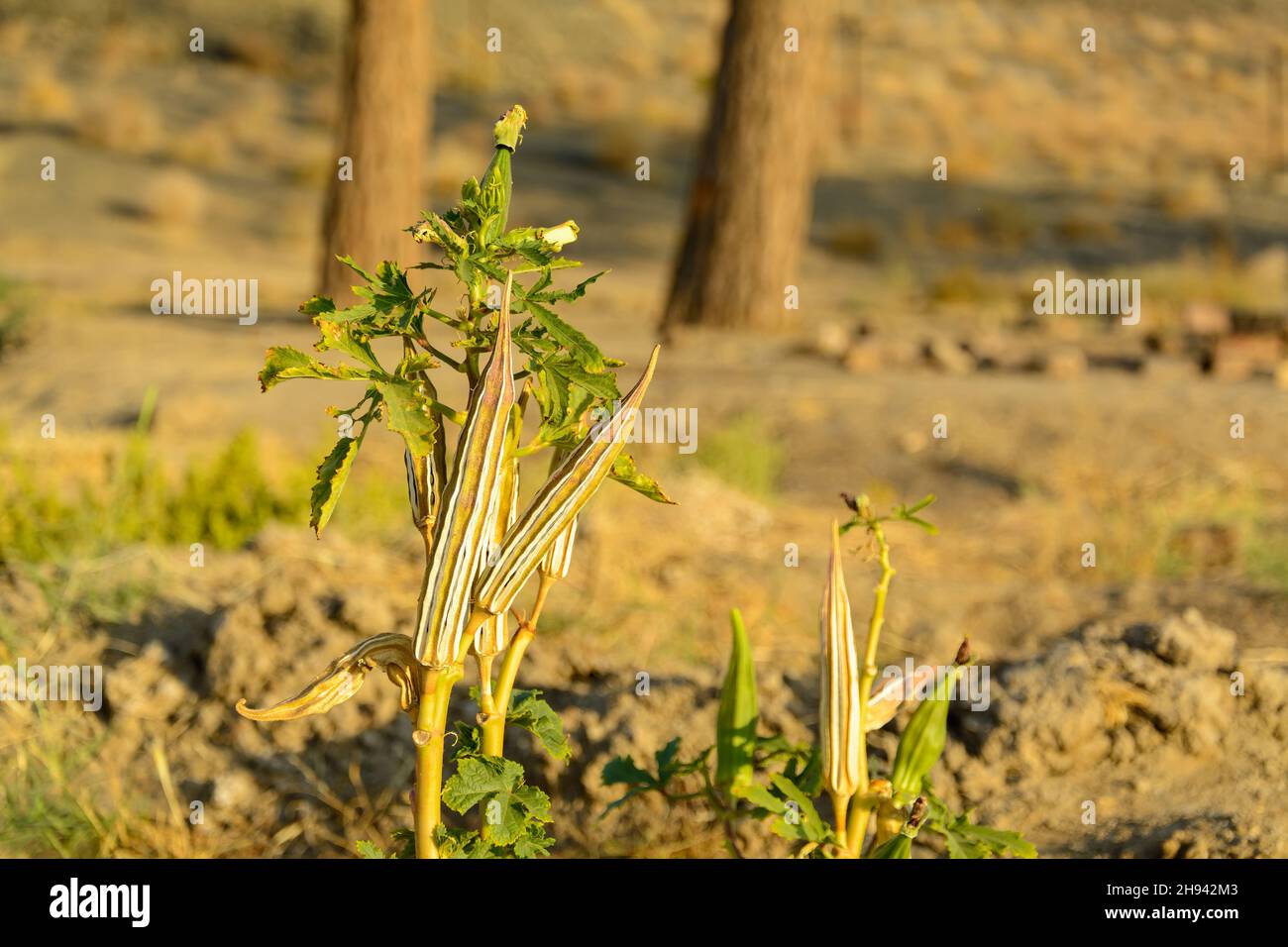 Okra oder Okro Abelmoschus esculentus, auch bekannt als Damenfinger oder Ocker, ist eine blühende Pflanze in der Malvenfamilie. Seitenansicht vom getrockneten Okra Plan Stockfoto