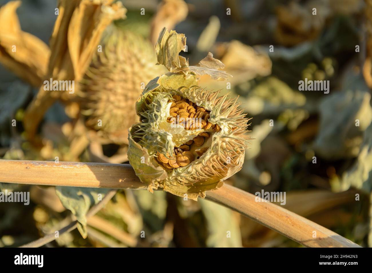 Pod und Samen von Jimson Weed oder Datura stramonium, auch bekannt als Devil's Snare, Thorn Apple, Devil's Trumpet, Angel Tulip, Hell's Bells oder Datura in t Stockfoto