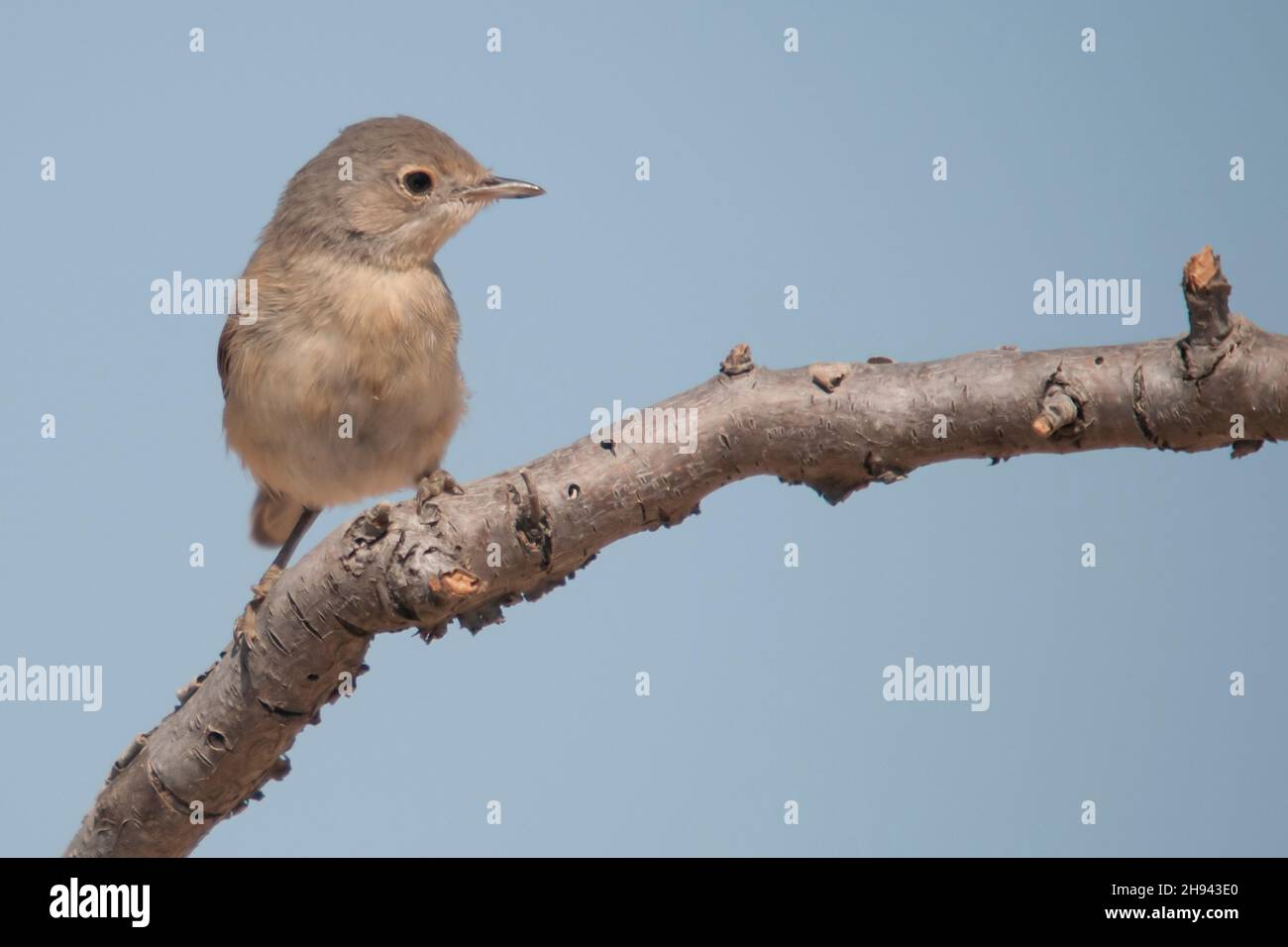 Acrocephalus Scirpaceus - The Common Carrisier - Ave Family Acrocephalidae. Stockfoto