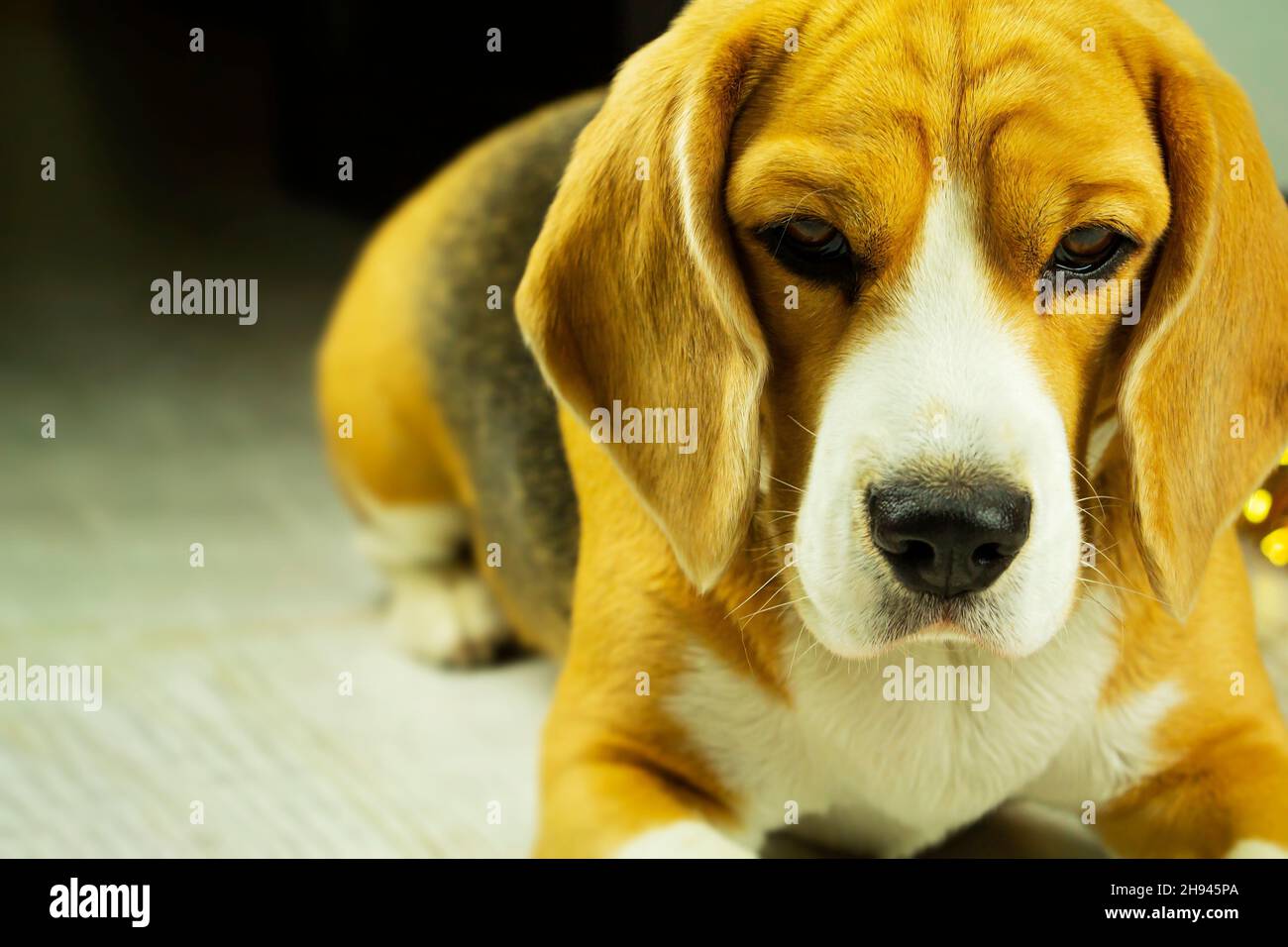 Foto eines reinrassigen Beagle-Hundes mit Halsband, der zu Hause sitzt und auf den Besitzer wartet Stockfoto