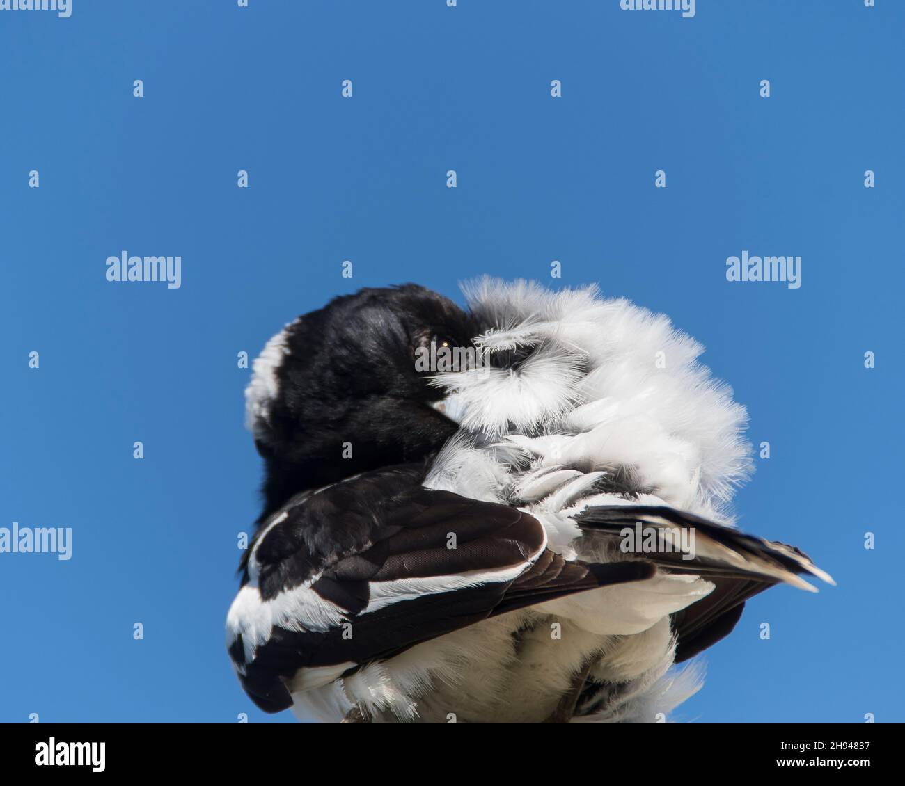 Bundle aus schwarzen und weißen Federn. Australischer gemeiner Butcherbird (Cracticus nigrogularis) thront und prescht vor blauem Himmel. Queensland. Speicherplatz kopieren Stockfoto