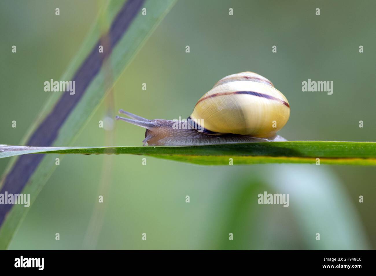 Braune-lipped Snail (Cepaea nemoralis) Strumpshaw Fen Norfolk GB Großbritannien September 2021 Stockfoto