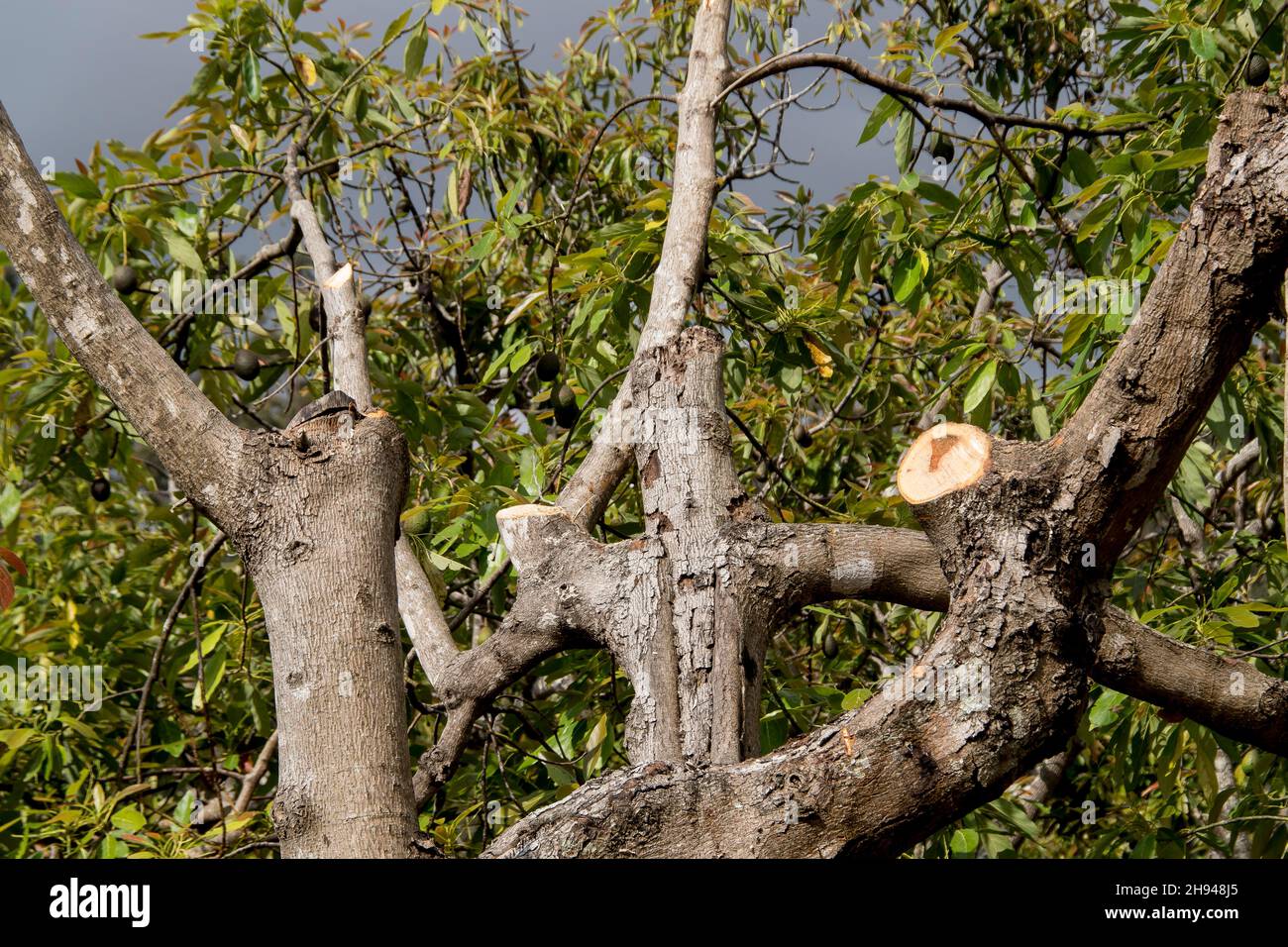 Avocado-Baum (Persea americana) nach schwerem Beschneiden im Obstgarten, Queensland, Australlia. Die Zweige wurden während der Winterwartung verkürzt. Stockfoto