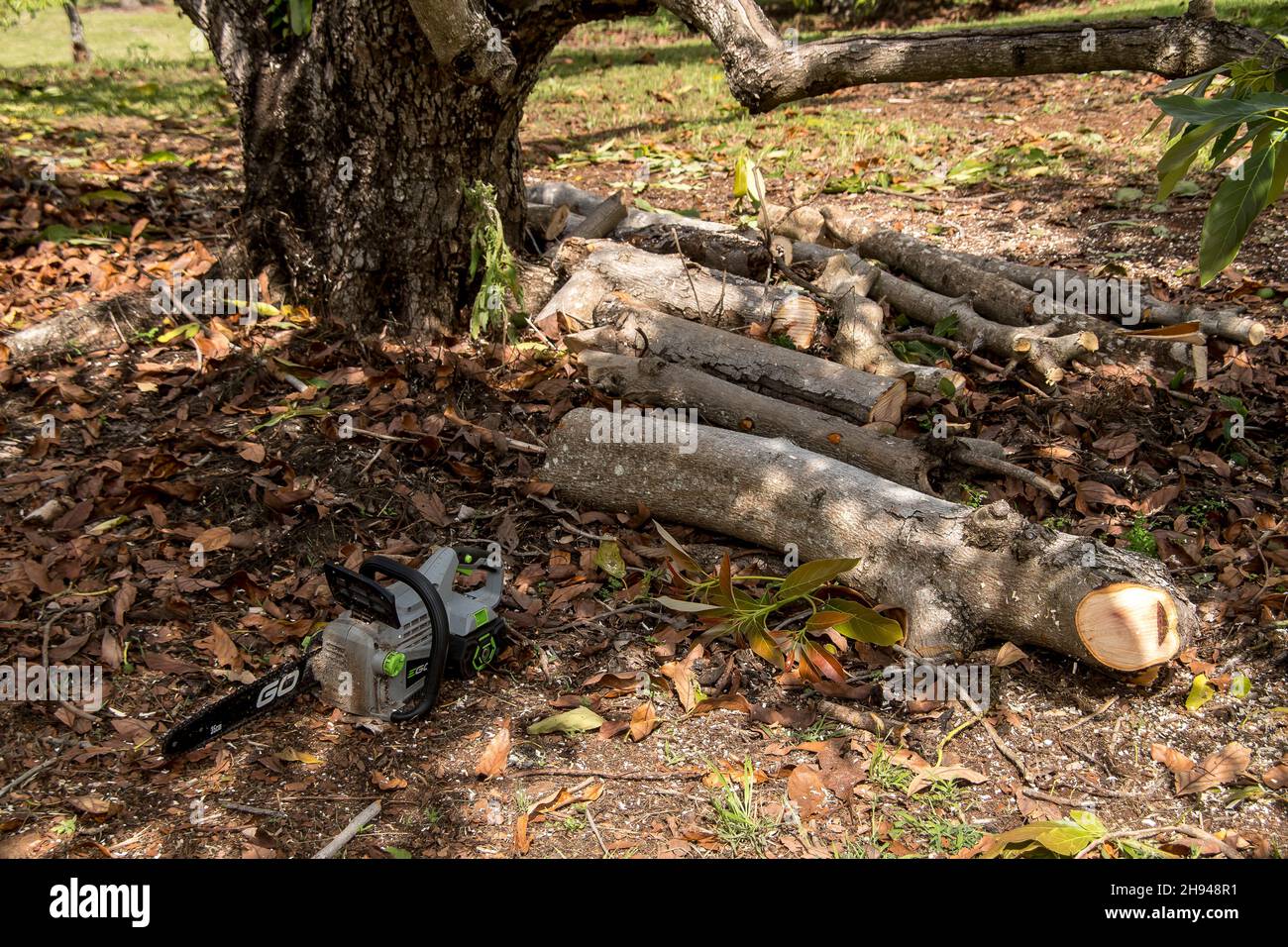 Baumstämme und batteriebetriebene Kettensäge unter Avocadobaum (Persea americana) nach jährlicher Wartung. Obstplantage in Queensland, Australien. Stockfoto
