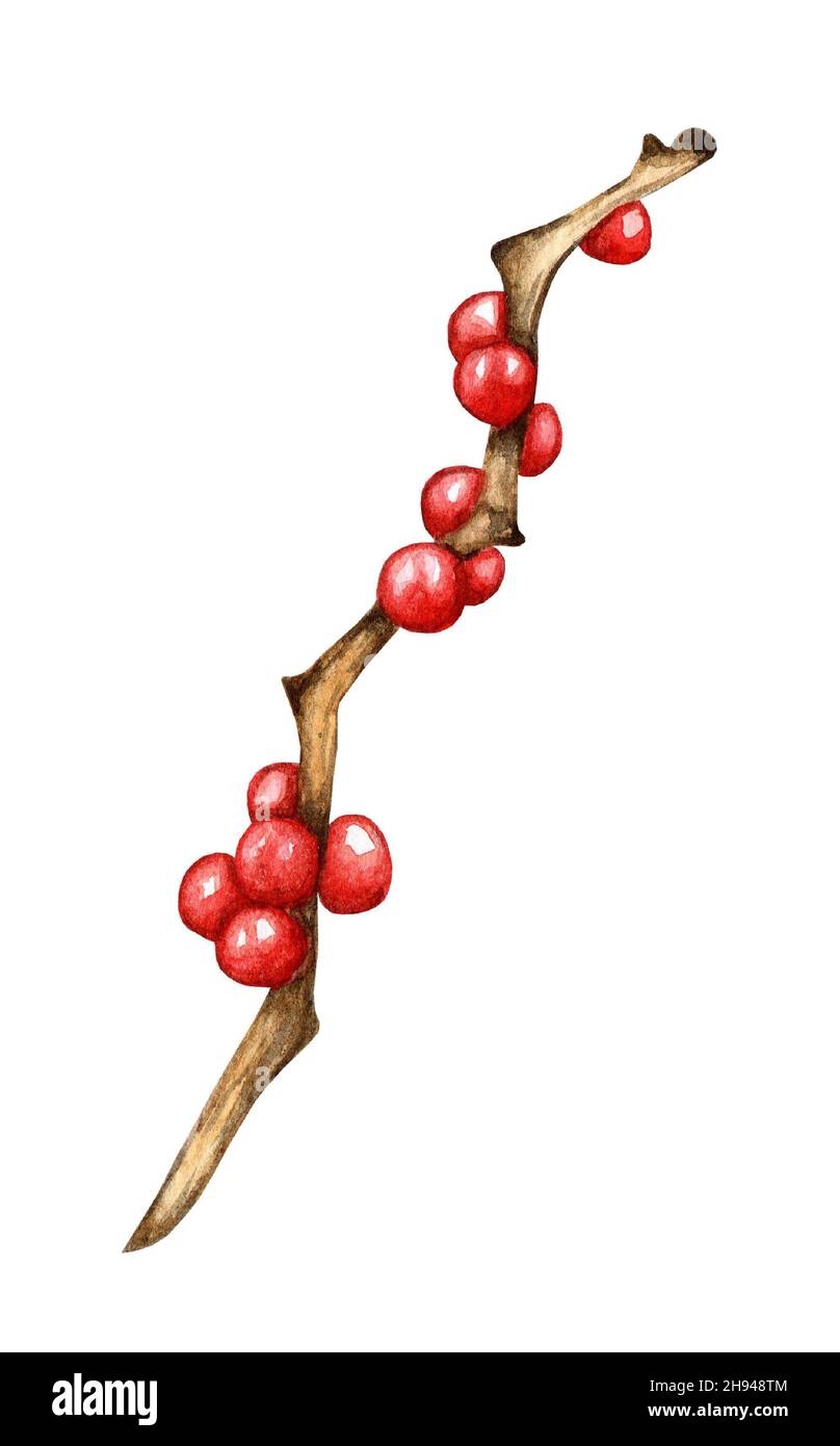 Holly Zweig mit roten Beeren, ilex Aquarell. Delors zu Weihnachten und Neujahr. Winterdekoration Tradition für die Feiertage. Isoliert auf weißem Rücken Stockfoto