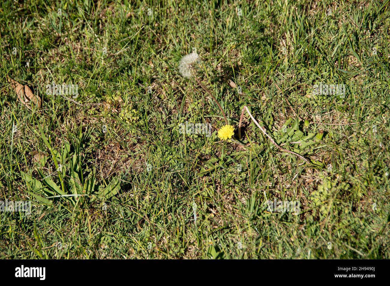 Blätter, gelbe Blume und Samenkopf von Katzenohrkraut, Hypochaeris Radicata, Flachkraut, Queensland, Australien. Fruchtbares Unkraut ähnlich wie der Dandelion. Stockfoto