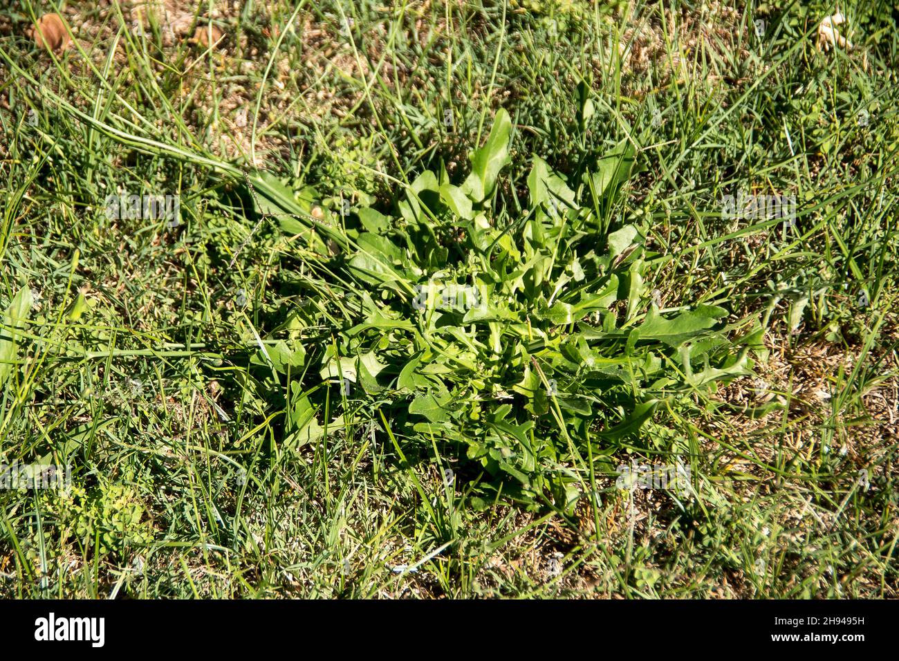 Blätter von Katzenohrkraut, Hypochaeris radicata, Flachkraut, im Grasland in Queensland, Australien. Fruchtbares Perennielkraut ähnlich wie der Dandelion. Feder. Stockfoto