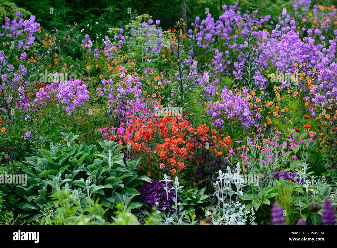 Dicht bepflanzte Grenze; dichtes Pflanzschema; Bett; Betten; Grenzen; Lychnis coronaria Hills Boden; geum völlig Mandarine; orange rosa und lila Strömung Stockfoto