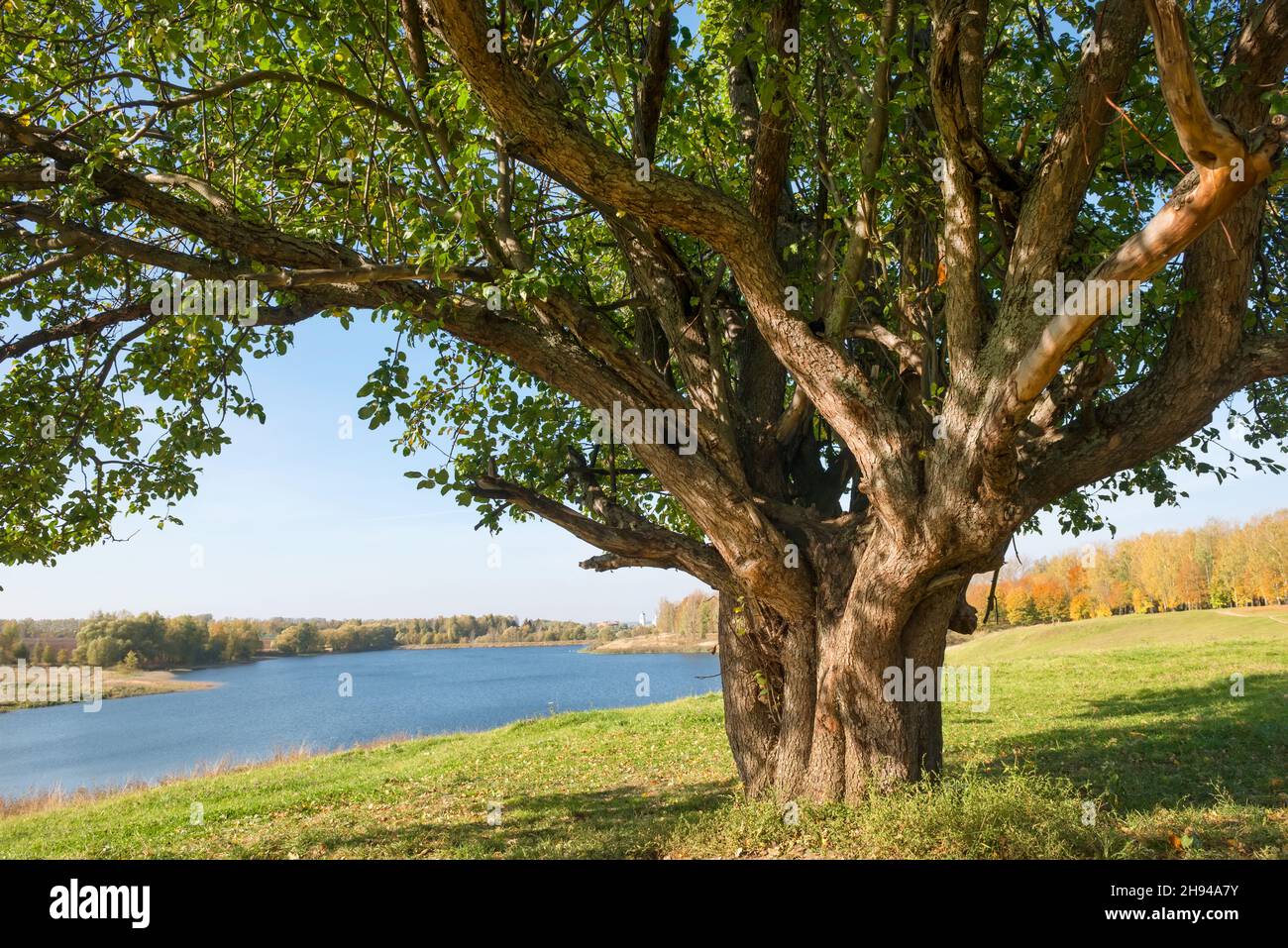 Großer, weitläufiger Baum am See an einem Herbsttag Stockfoto