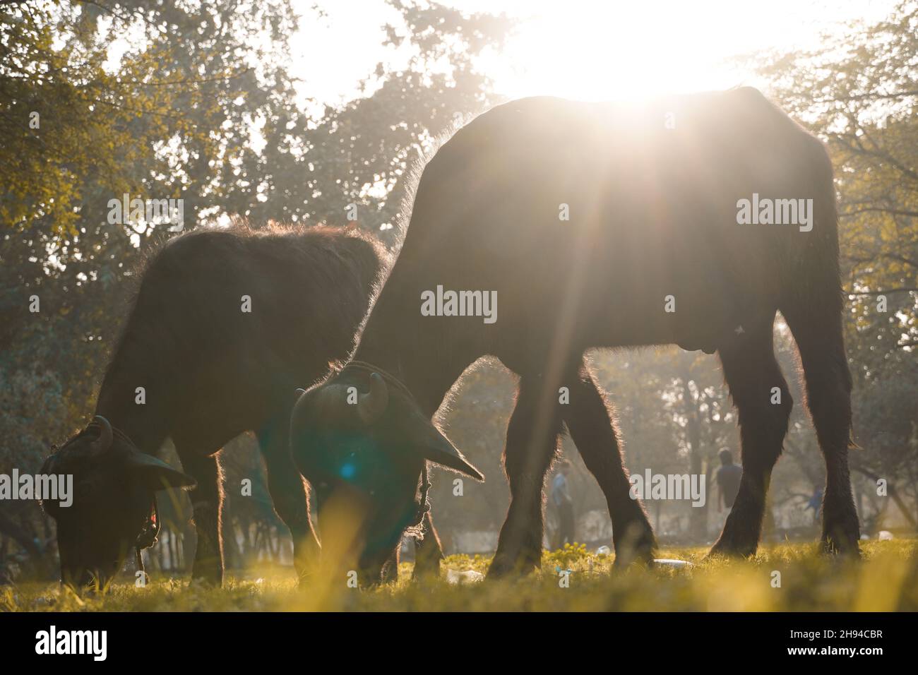 Der Büffel, der Gras auf dem Feld frisst Stockfoto