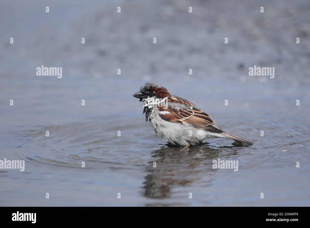 Alle Vögel müssen sich um ihre Federn kümmern, dieser Haussperling benutzt eine Pfütze, um sie zu waschen und zu reinigen. Stockfoto