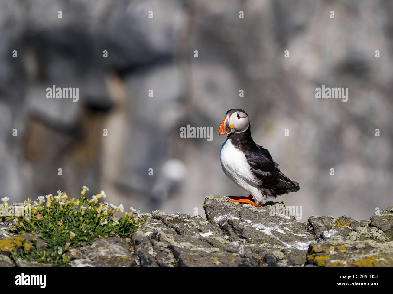 Einsamer Papageientaucher (Fratercula arctica) auf Felsklippe im Seevögel-Naturschutzgebiet, Isle of May, Schottland, Großbritannien Stockfoto