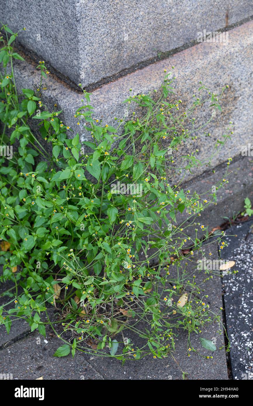 Kleinblütiges Knopfkraut, Kleinblütiges Franzosenkraut, Kleines Knopfkraut, Knopfkraut, Franzosenkraut, Galinsoga parviflora, gallanter Soldat, quickwe Stockfoto