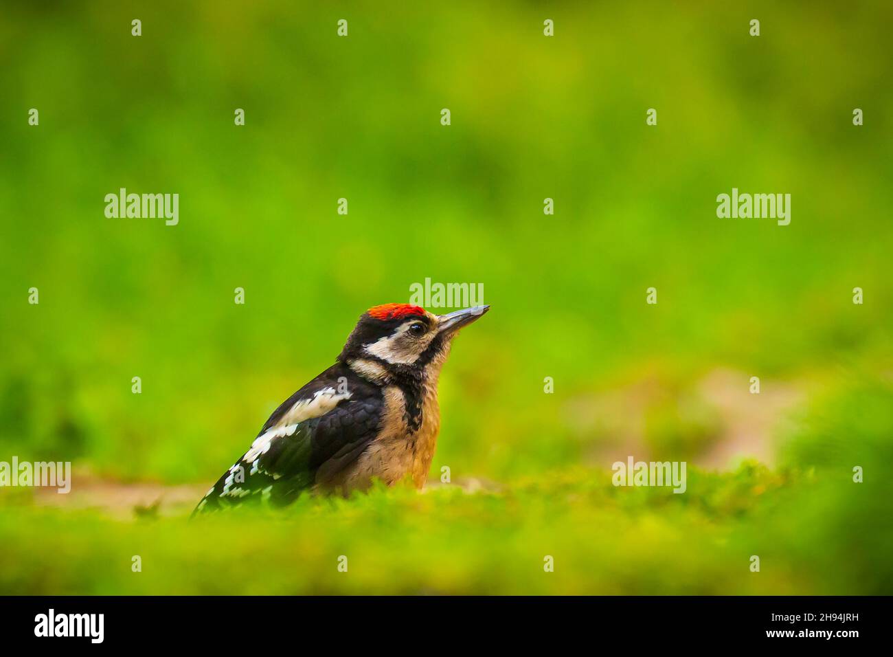 Nahaufnahme von einem Vogel Buntspecht, Dendrocopos major, auf dem Waldboden gelegen Stockfoto