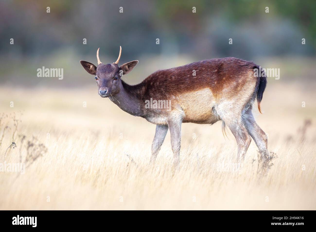 Damwild Dama Dama Fawn in der Herbstsaison. Der Herbstnebel und die Naturfarben sind deutlich auf dem Hintergrund zu sehen. Stockfoto