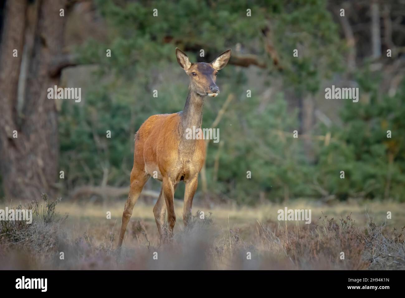 Weiblichen Rotwild doe oder hind Cervus elaphus in einer Wiese mit lila heidekraut vor einem Wald an einem sonnigen Tag. Stockfoto