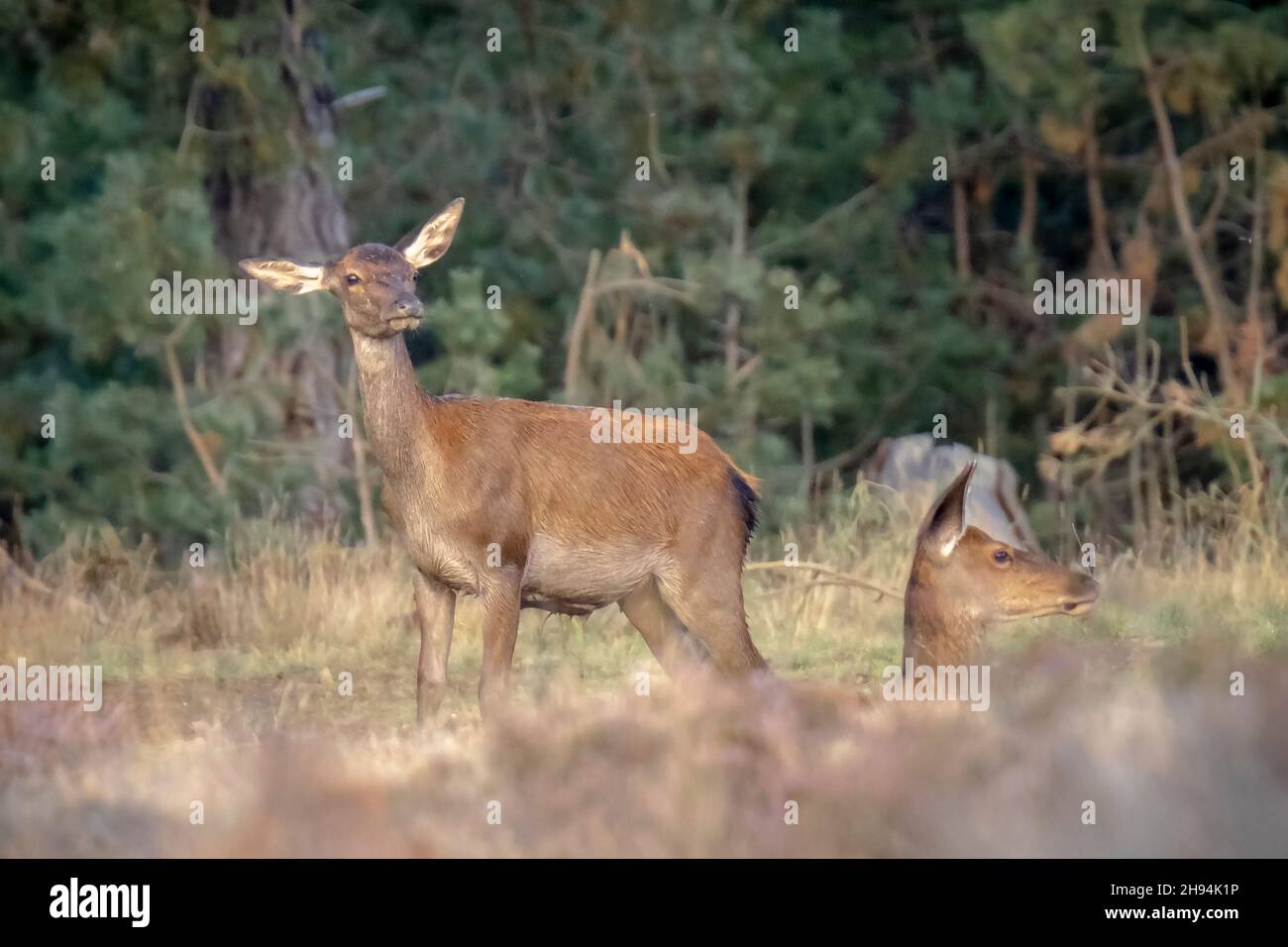 Rothirsch junger Cervus elaphus, im Herbst. Der Herbstnebel und die Naturfarben sind auf dem Hintergrund deutlich sichtbar. Stockfoto