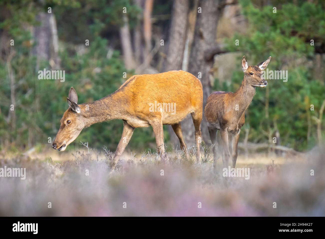 Rothirsch junger Cervus elaphus, im Herbst. Der Herbstnebel und die Naturfarben sind auf dem Hintergrund deutlich sichtbar. Stockfoto