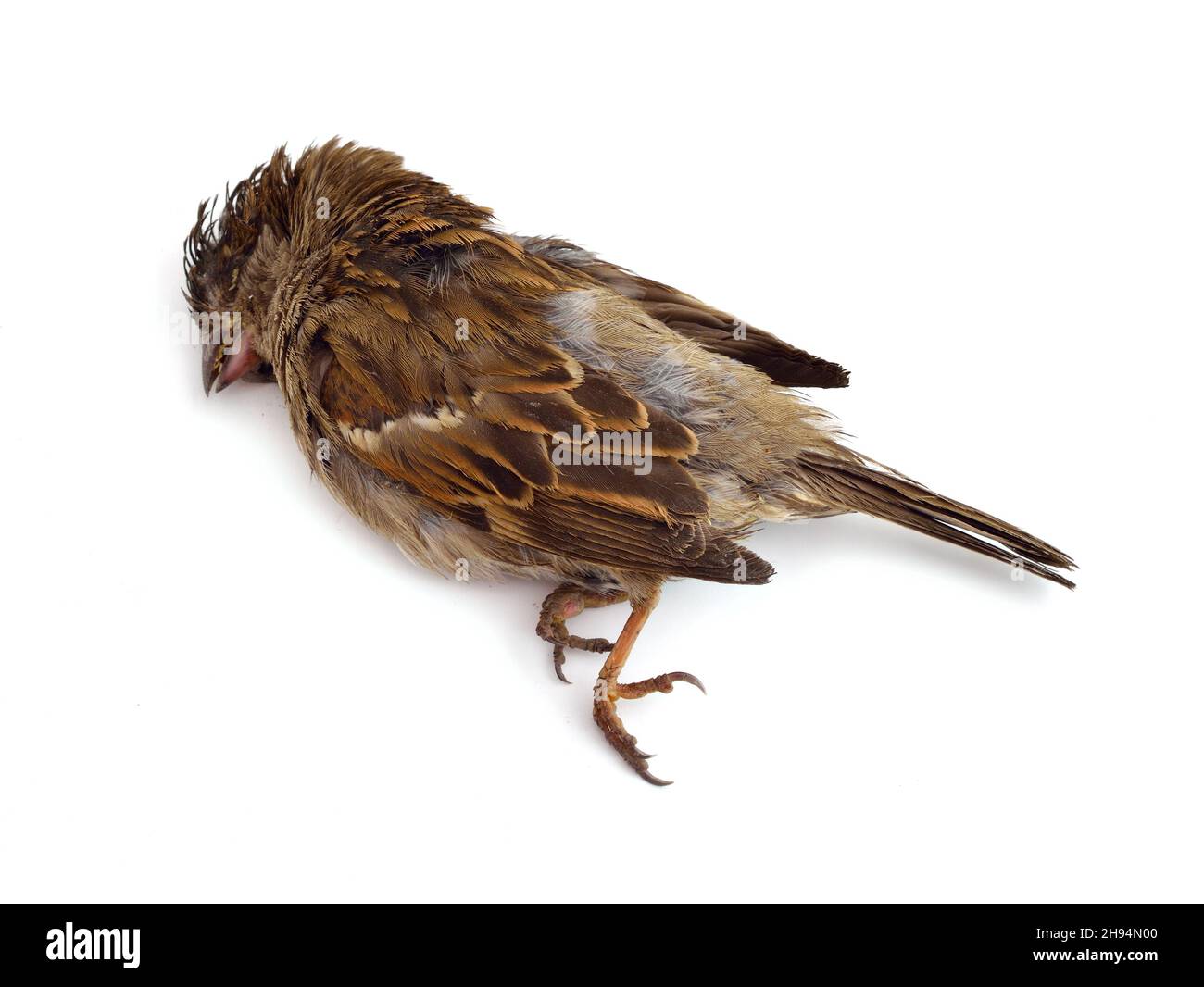 Abgestorbener Sperling auf weißem Hintergrund isoliert. Stockfoto