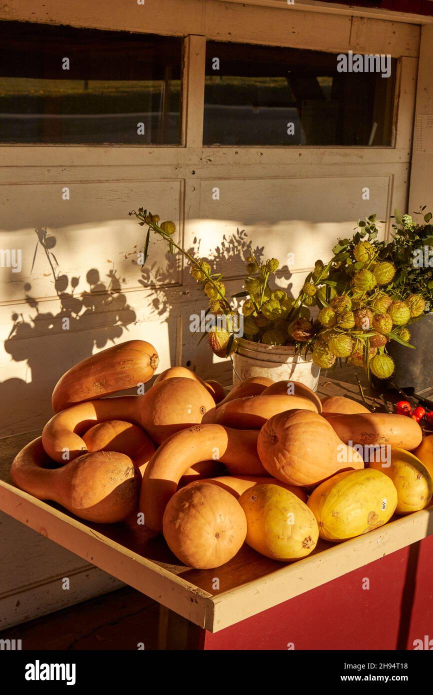 Wintereinschläge - manchmal auch Knochenmark genannt - werden auf einem Bauernmarkt in Bowmansville, Lancaster County, Pennsylvania, USA, ausgestellt Stockfoto