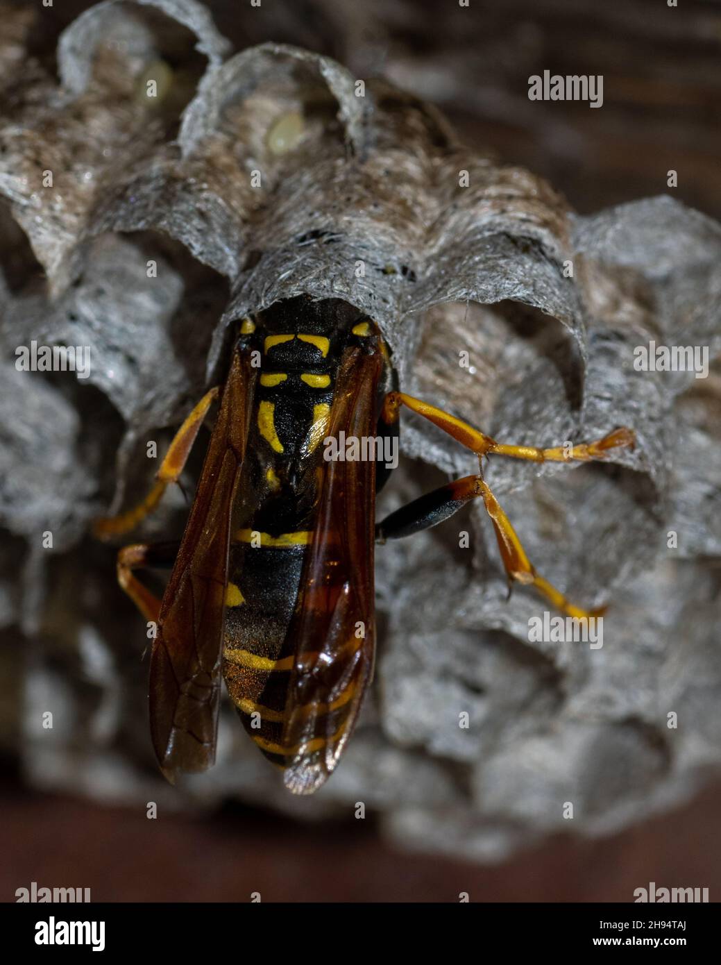 Elegantes Wie Schnell Bauen Wespen Ein Nest Fotos