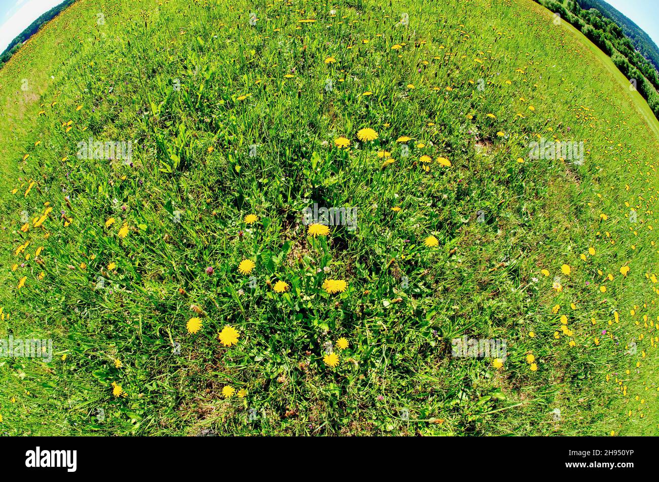 Grasland mit gelb blühenden Dandelionen bei Sonnenschein in der Region Waldviertel, Österreich Stockfoto