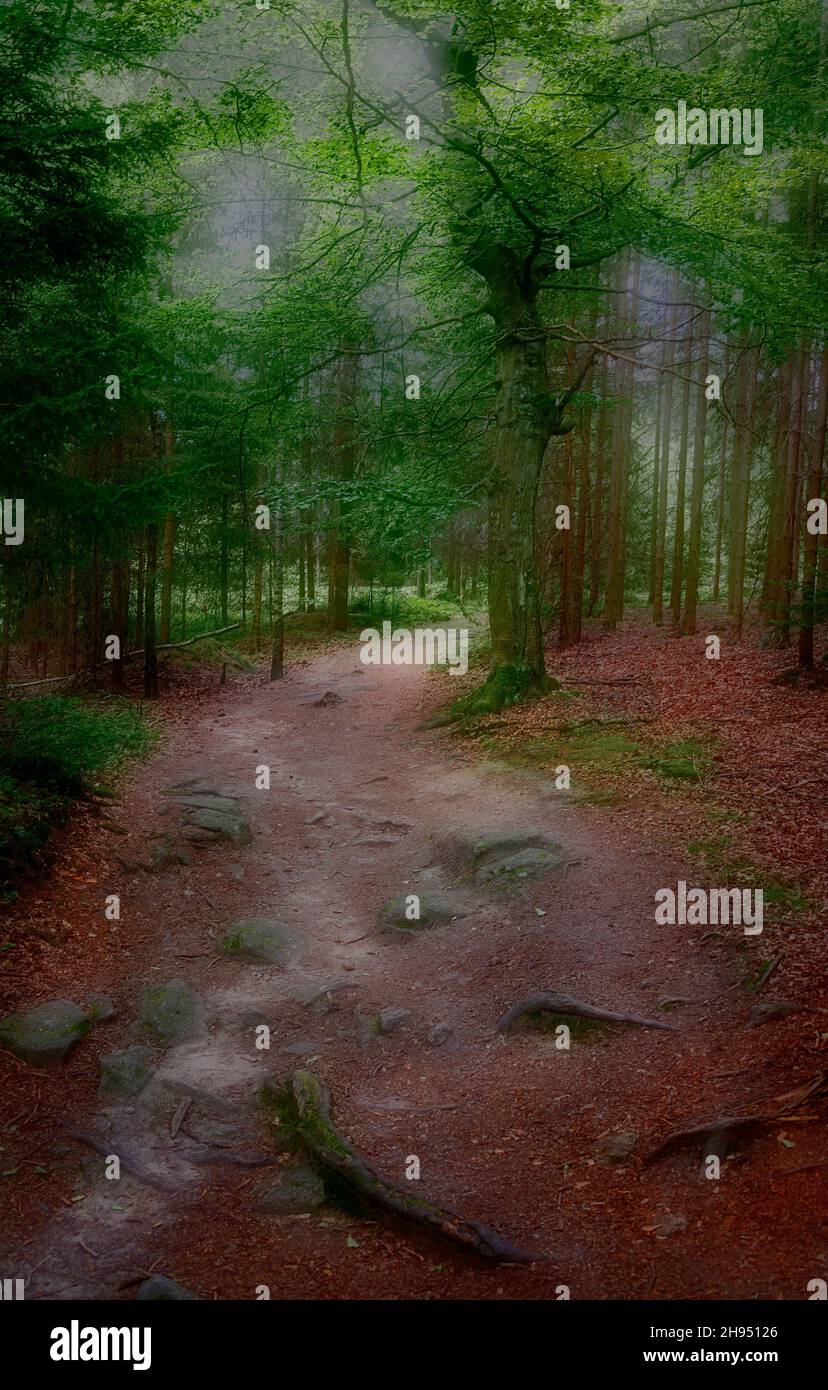 Wanderweg durch einen düsteren und nebligen Wald in der Region Waldviertel, Österreich Stockfoto