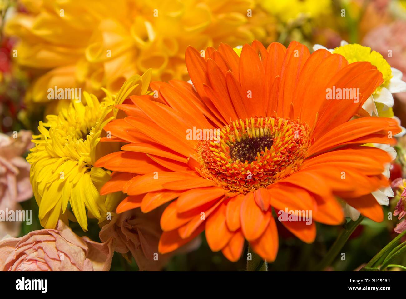 Nahaufnahme der schönen orangefarbenen Gerbera-Blume, die im Herbst im Chrysanthemengarten blüht. Schöne Chrysantheme Blumen aus der Nähe. Stockfoto