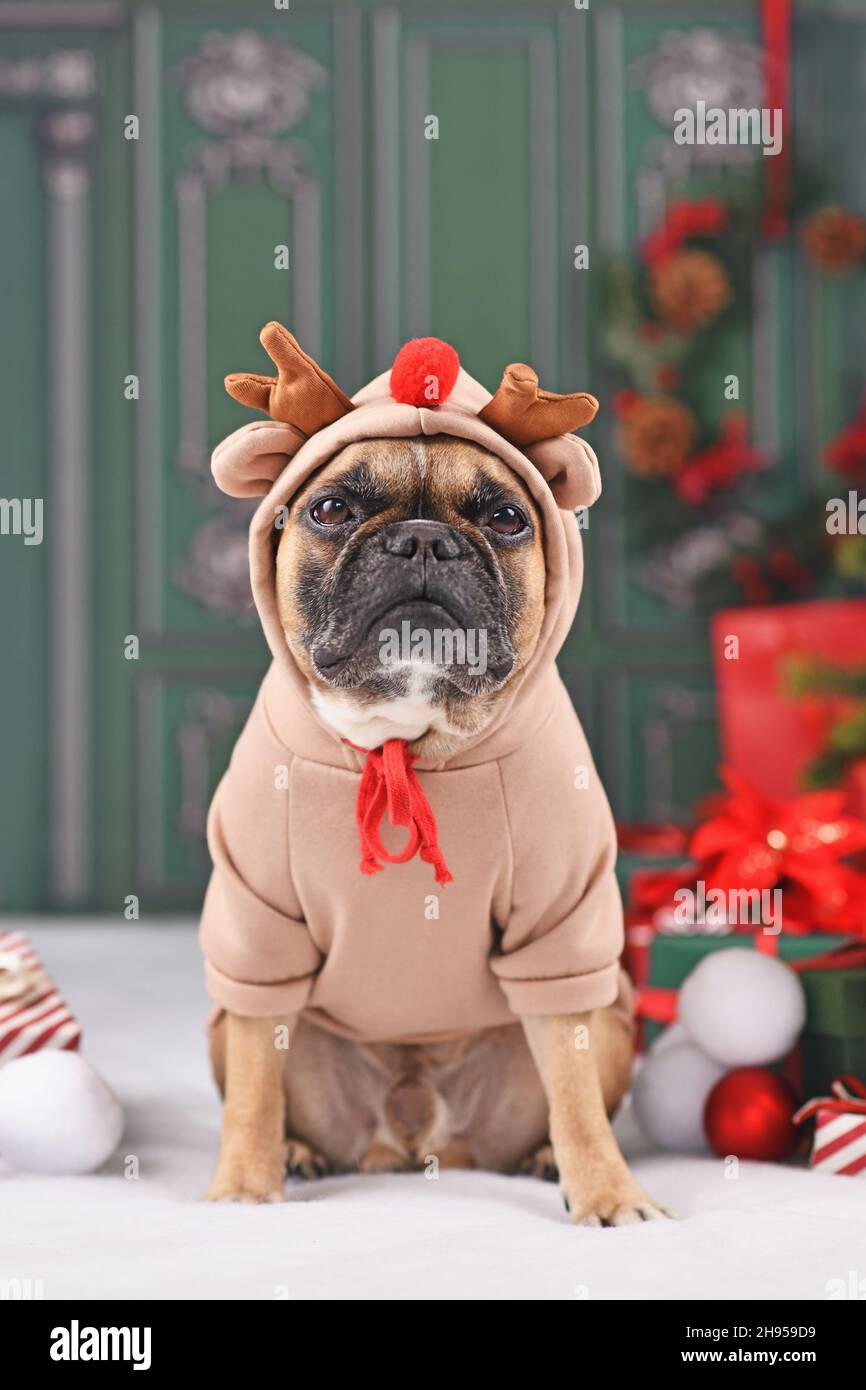 Weihnachten Rentierhund. Französische Bulldogge mit Kostümpullover mit Geweih sitzt neben dem Weihnachtsbaum vor der grünen Wand Stockfoto