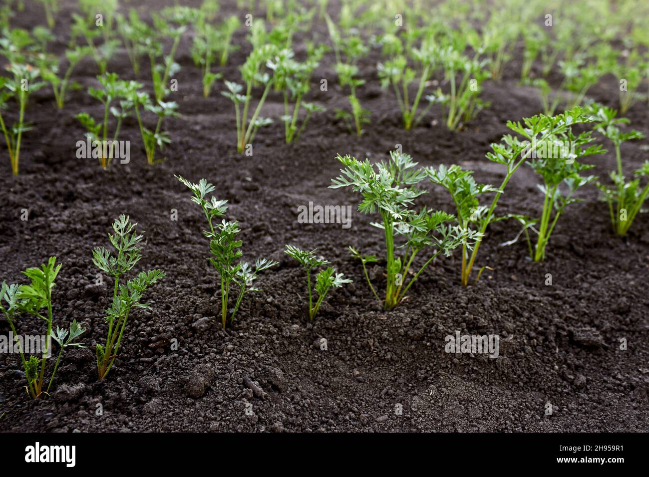 Junge Karottenpflanze, die auf einem Gemüsebett aus dem Boden sprießt. Junge Karotten-Setzlinge auf dem Bauernhof. Karottenoberteile. Das Thema Gartenarbeit, Landwirtschaft. Stockfoto