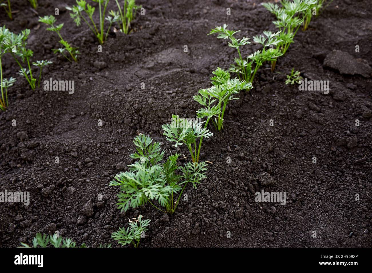 Karotten-Sämlinge werden in einer Reihe gepflanzt. Betten von wachsenden jungen Karotten. Karotten-Setzlinge auf dem Bauernhof. Karottenoberteile. Das Thema Gartenarbeit, Landwirtschaft. Stockfoto