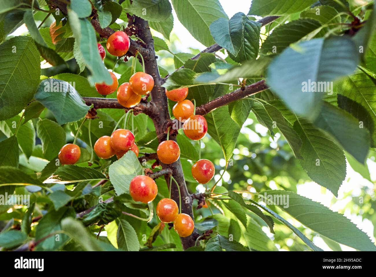 Eine Gruppe von reifen Orangenkirschen im Baum. Die Früchte hängen an einem Ast eines Kirschbaums. Das Thema Gartenarbeit, Landwirtschaft, eine reiche Ernte, Stockfoto