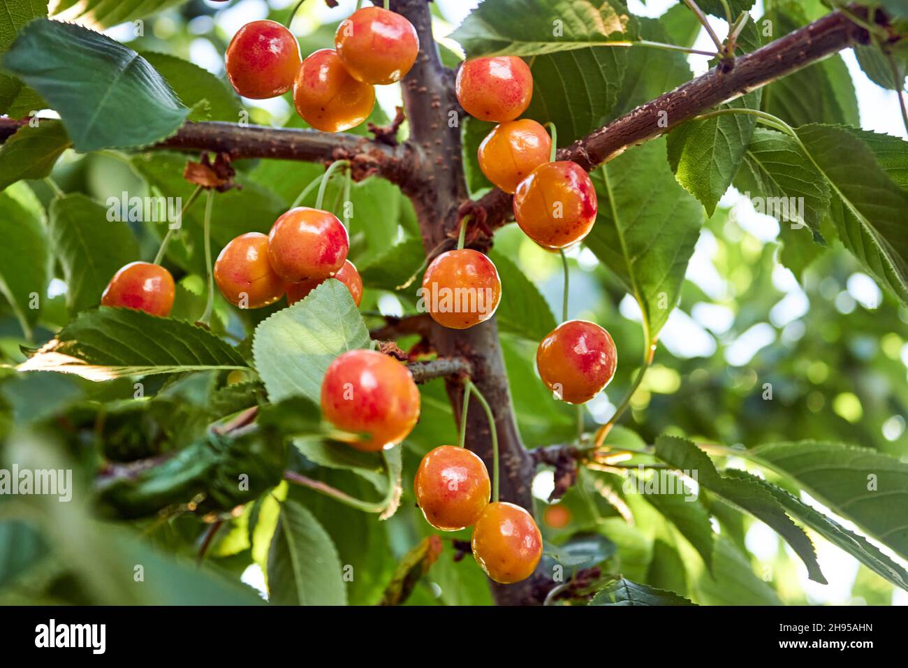 Die Früchte hängen an einem Ast eines Kirschbaums. Eine Gruppe von reifen Orangenkirschen im Baum. Das Thema Gartenarbeit, Landwirtschaft, eine reiche Ernte, Stockfoto