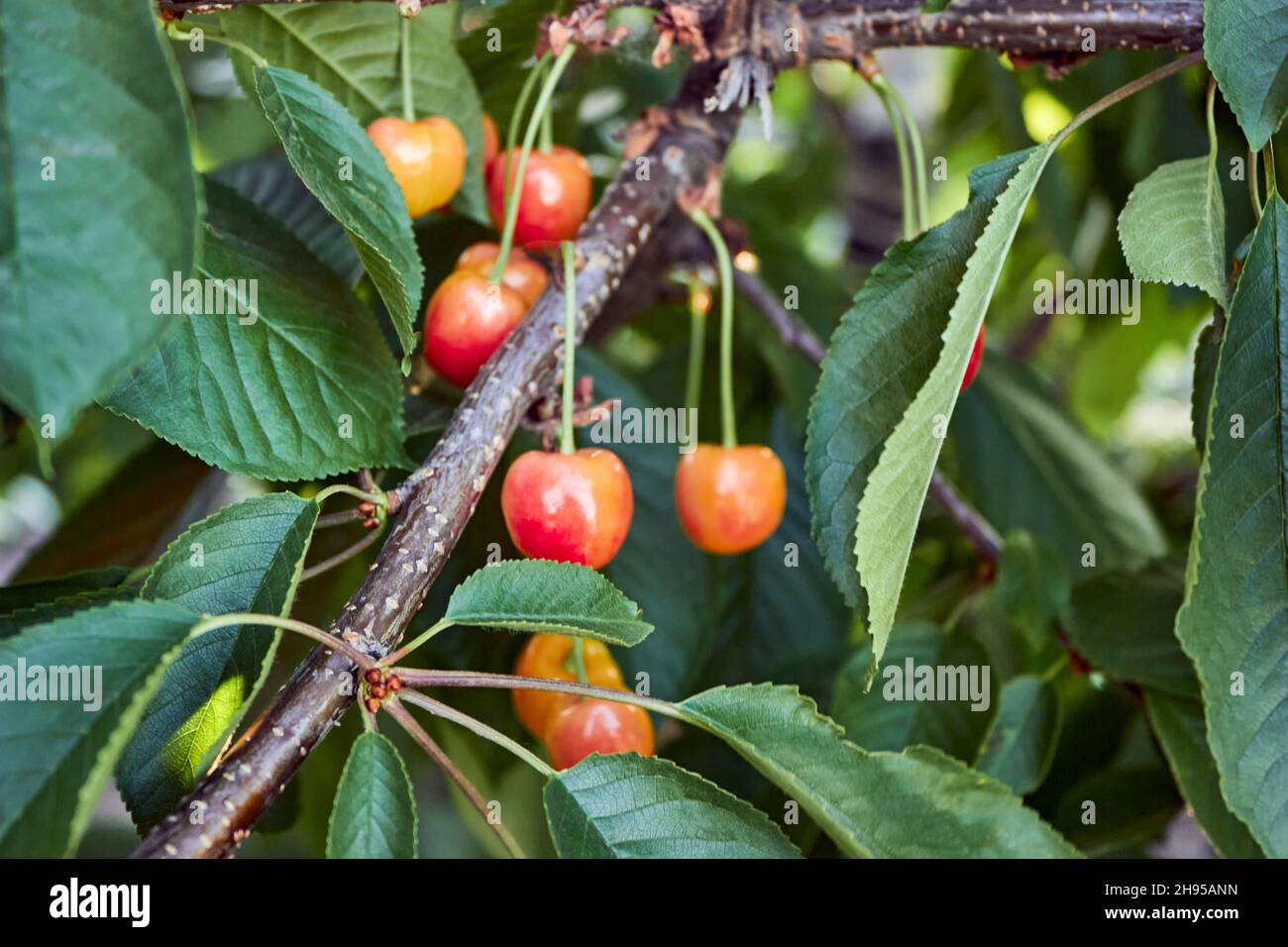 Eine Gruppe von reifen Orangenkirschen im Baum. Die unreifen Früchte hängen an einem Zweig eines Kirschbaums.das Thema Gartenarbeit, Landwirtschaft. Stockfoto
