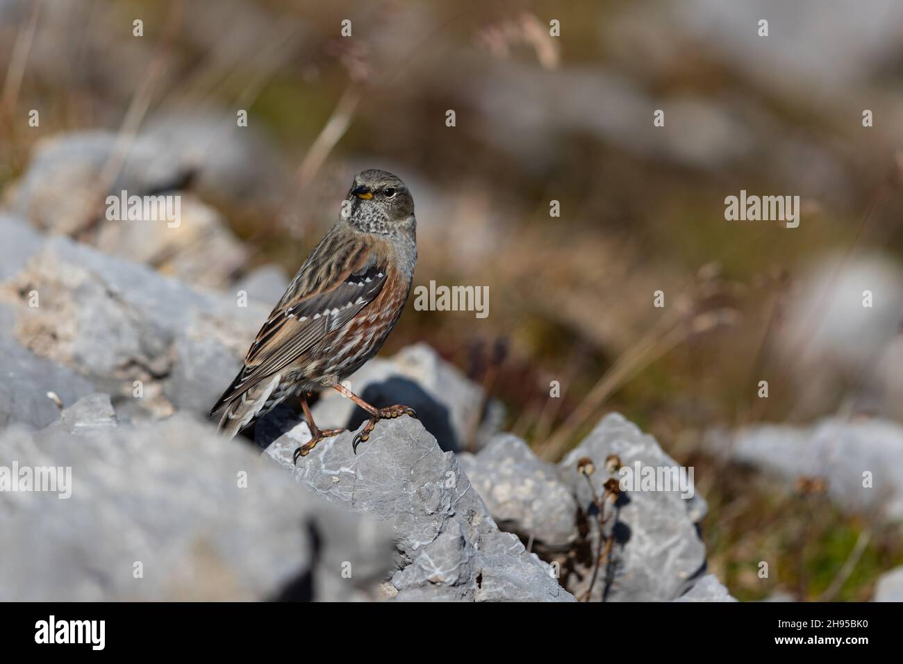 Alpine Accentors ist eine hochalpine Vogelart, die in den westlichen Paläarktischen Bergen von den Pyrenäen über die Alpen bis zum hohen Himalaya weit verbreitet ist Stockfoto