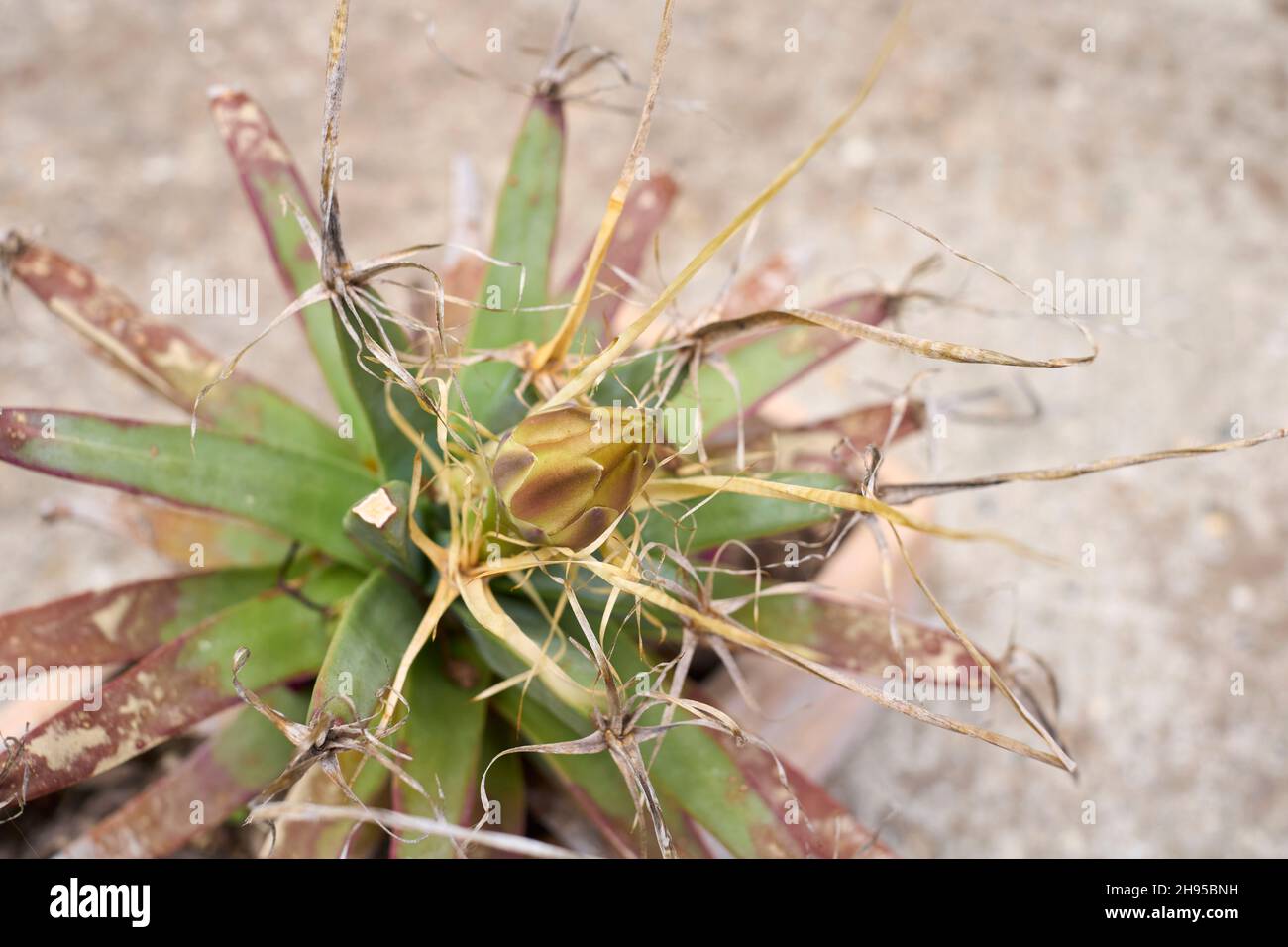 Agave-Kaktus, Prisma Kaktus (Leuchtenbergia Principis), blhend  Stockfotografie - Alamy