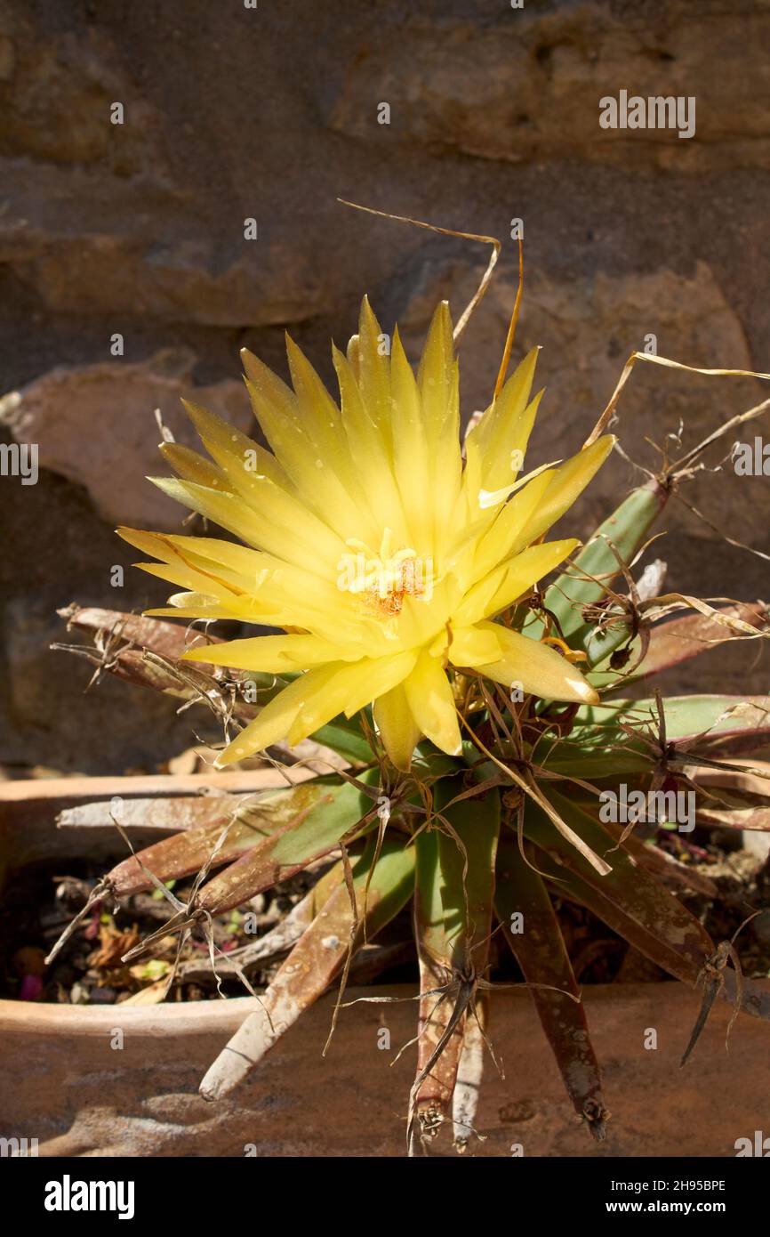 Agave-Kaktus, Prisma Kaktus (Leuchtenbergia Principis), blhend  Stockfotografie - Alamy